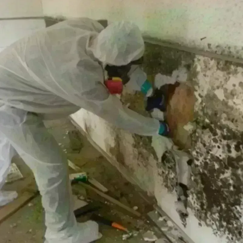 Mold Remediation and Removal in Jackson County, WV